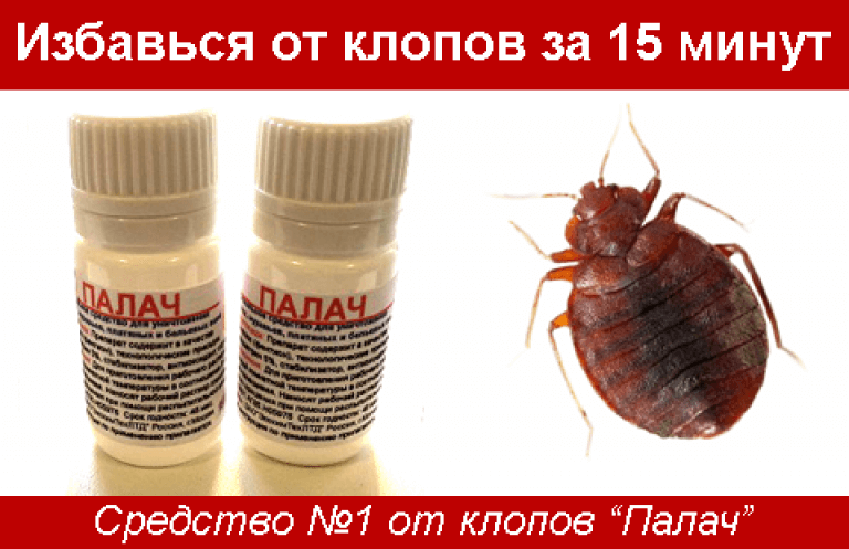 Как уничтожить клопов Как уничтожить клопов