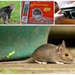 Методы избавления от мышей