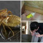 Профилактика возникновения насекомых в доме