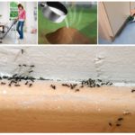 Способы борьбы с муравьями