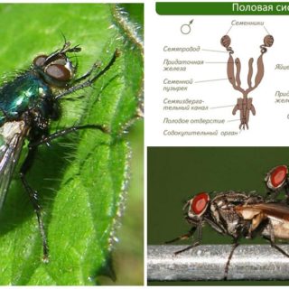 Строение мухи для детей в картинках