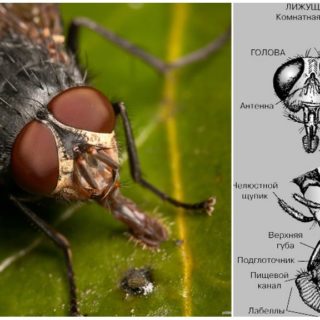 Строение мухи для детей в картинках