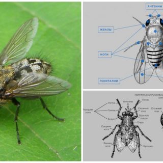 Строение мухи для детей в картинках
